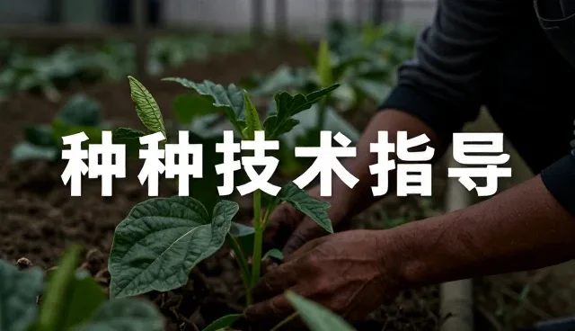 玉米种子在不同气候条件下如何提升服务响应速度